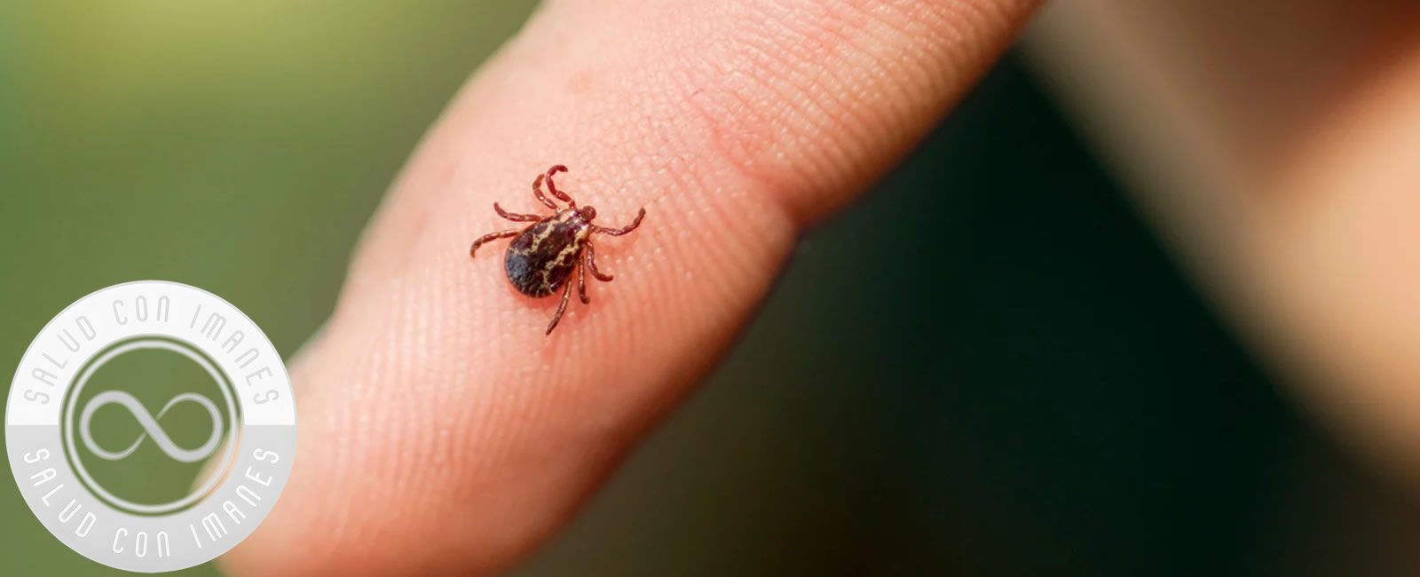 tratamiento infecciones garrapatas par biomagnetico